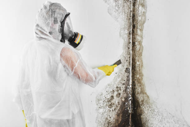 Best Crawl Space Mold Removal  in Inkster, MI
