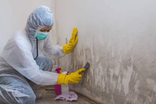 Best Office Mold Removal Services  in Inkster, MI