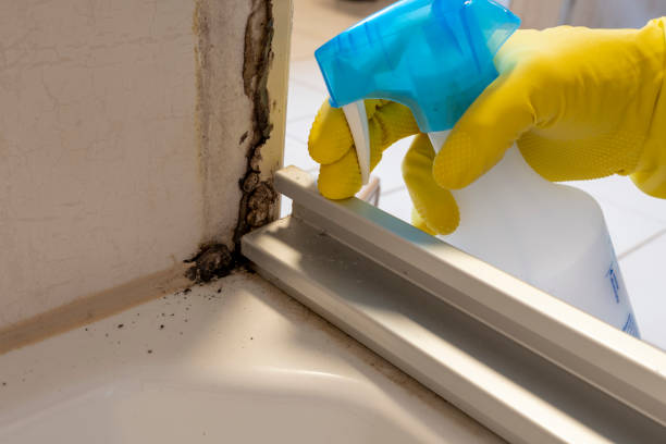 Mold Testing and Removal in Inkster, MI