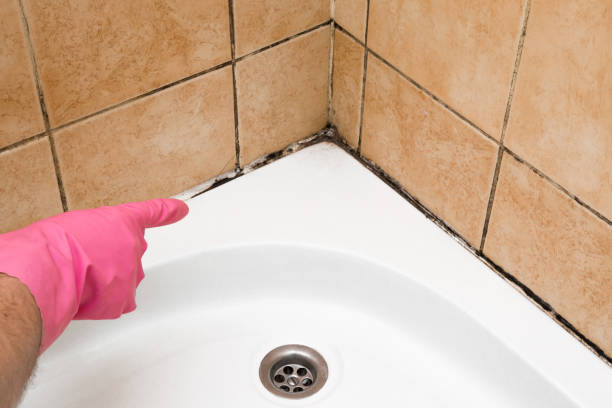 Best Home Mold Removal  in Inkster, MI